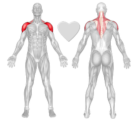 Exercise Standing Lateral Raises Muscles